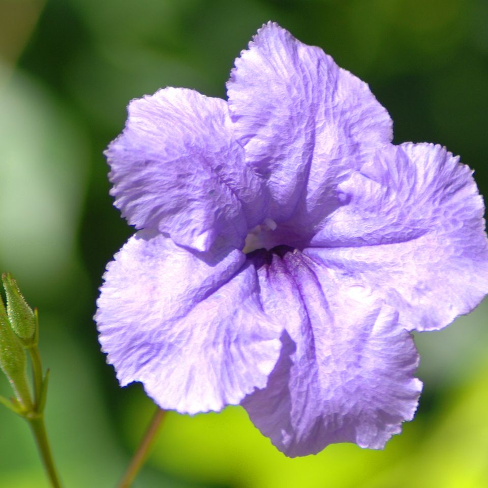 An flowers65 rc