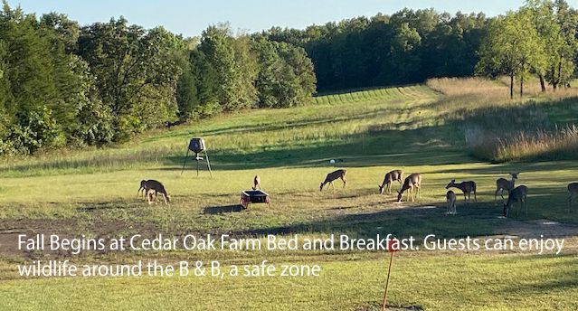 Cof fall deer