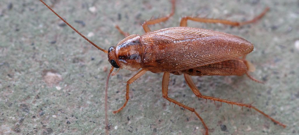 German cockroach bug depot20150730 17665 1n1jn63