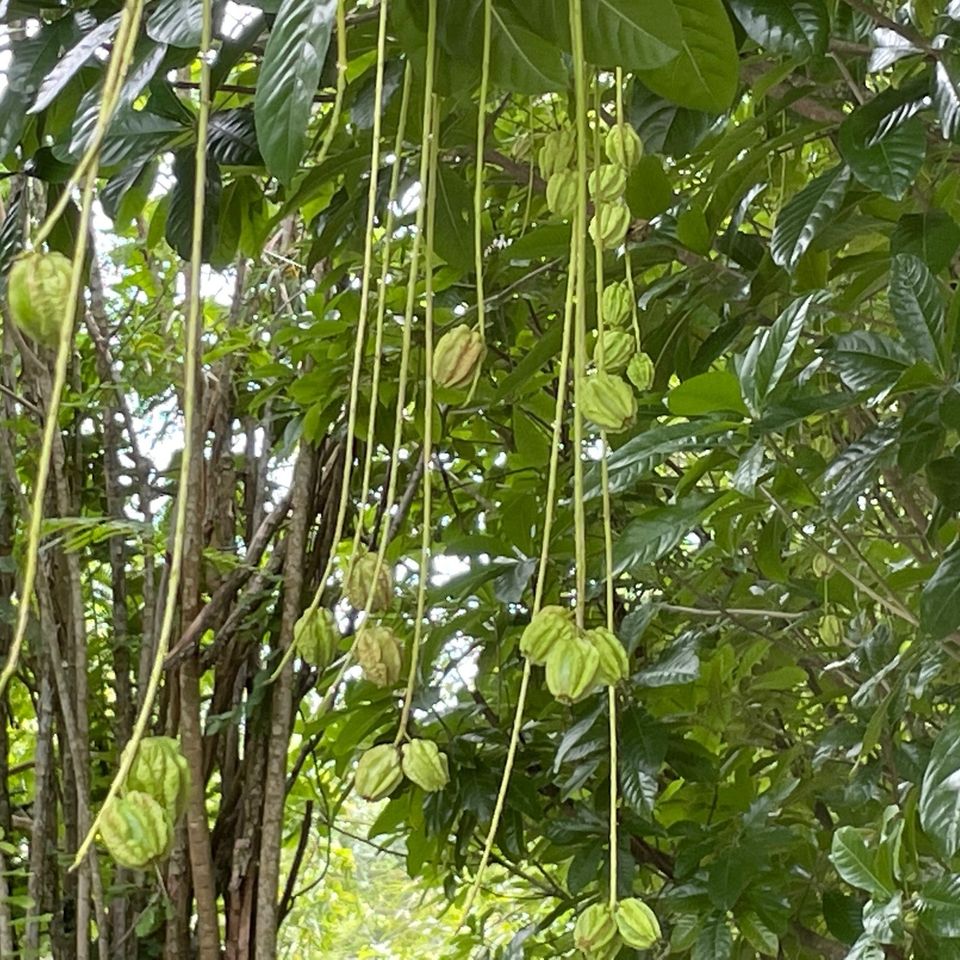 Freshwater mangrove