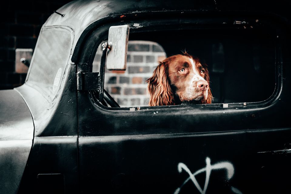 Dog as companion to reduce stress for healthcare professionals in Houston, Texas