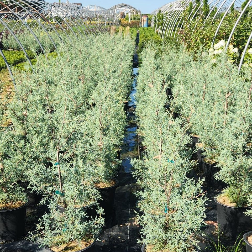 Nursery 3