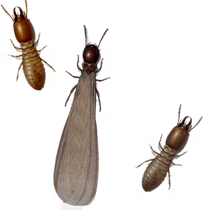 Termites1