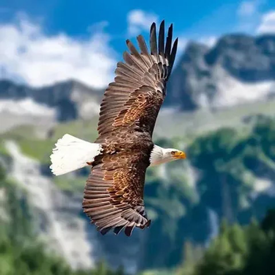 Eagle