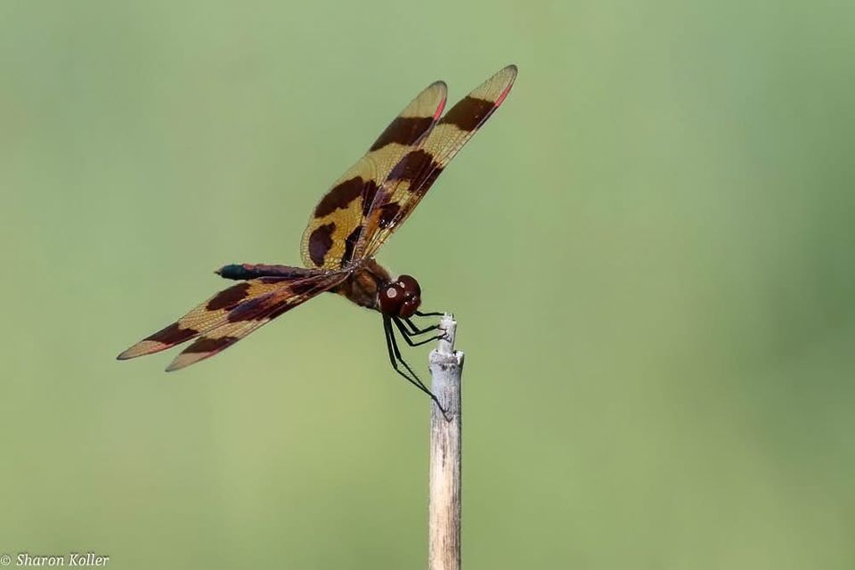 Halloween pennant dragonfly