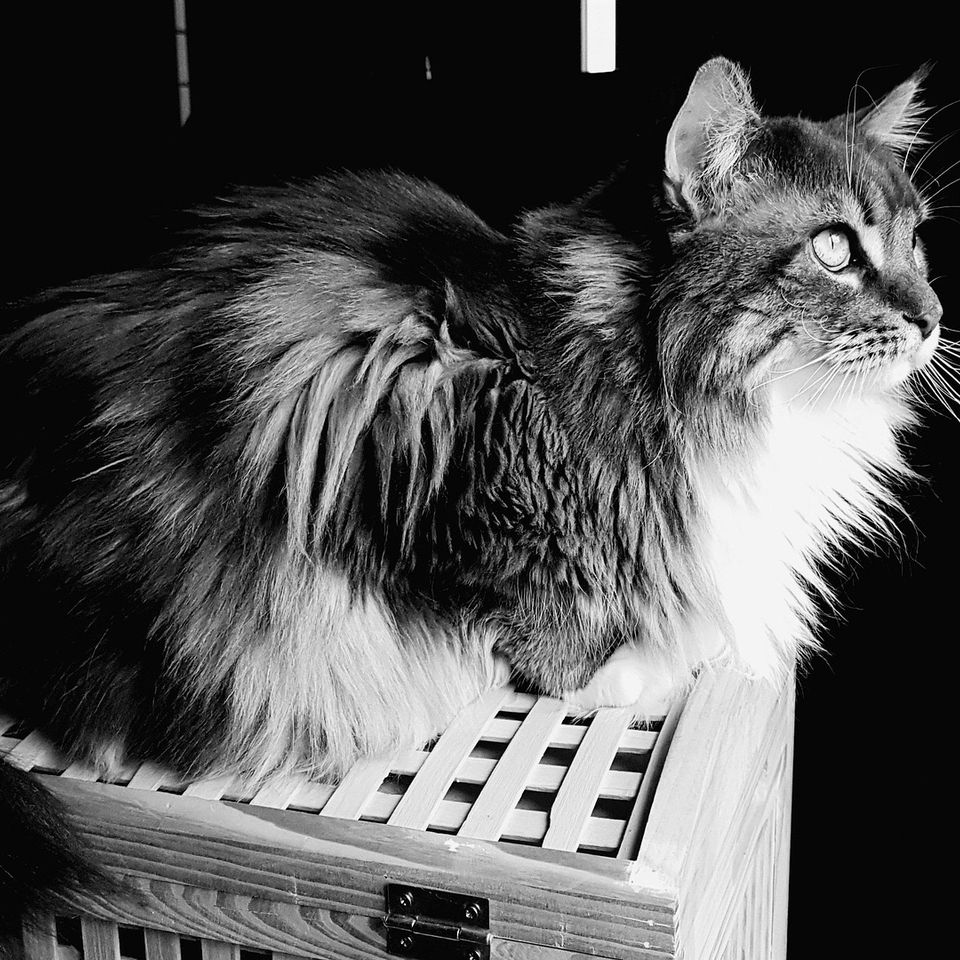 Cat g8600619b3 1920