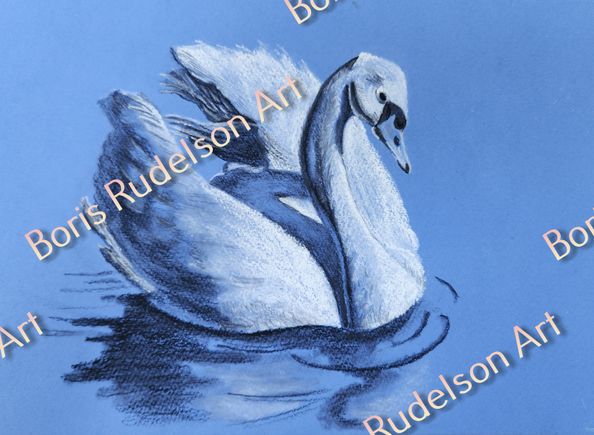 White and Black Chock. Swan