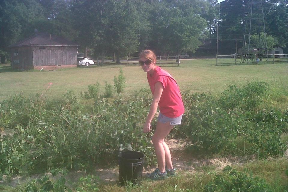Picking peas1