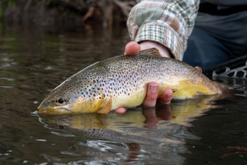 Wild brown trout caught in North Central Pennsylvania