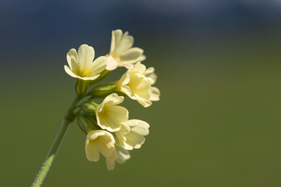 Flower g1ec326b11 1920