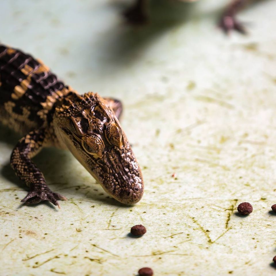 Alligator eating kibble