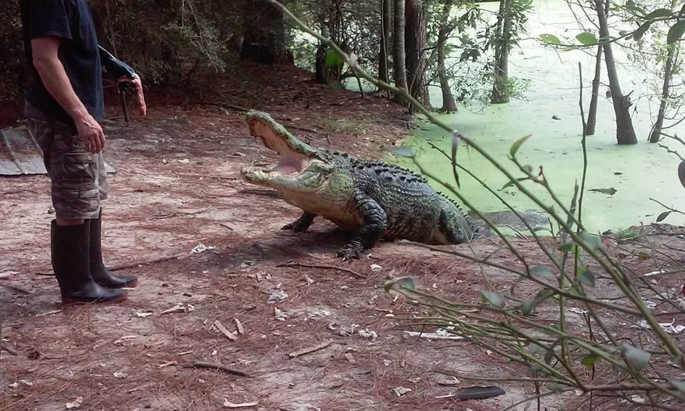 Big gator tours in florida