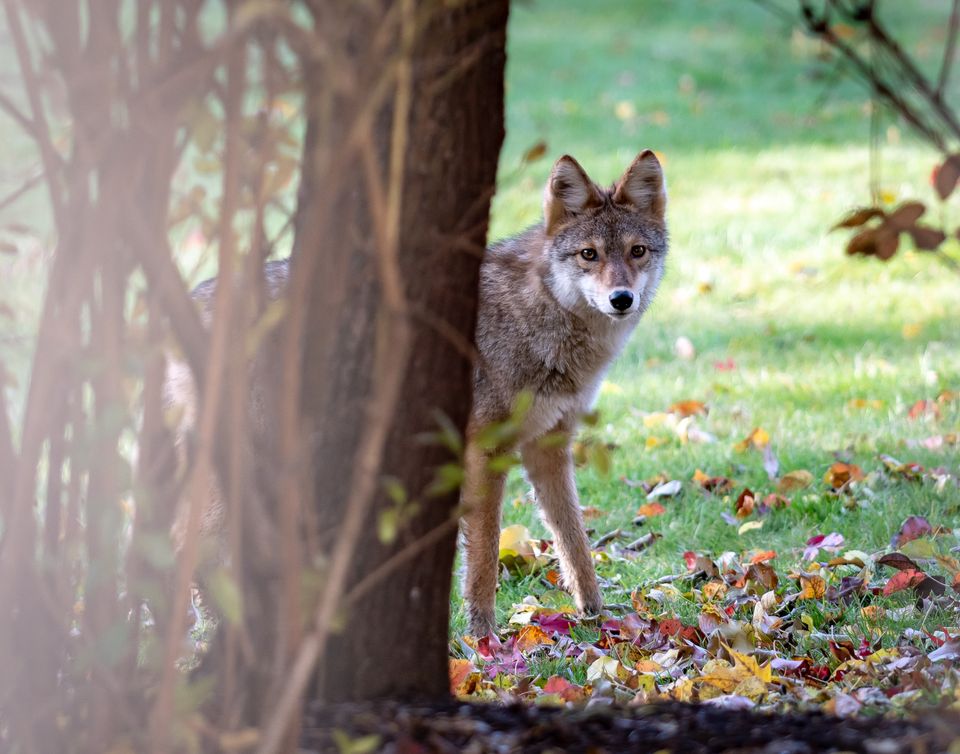 02 kim coyote