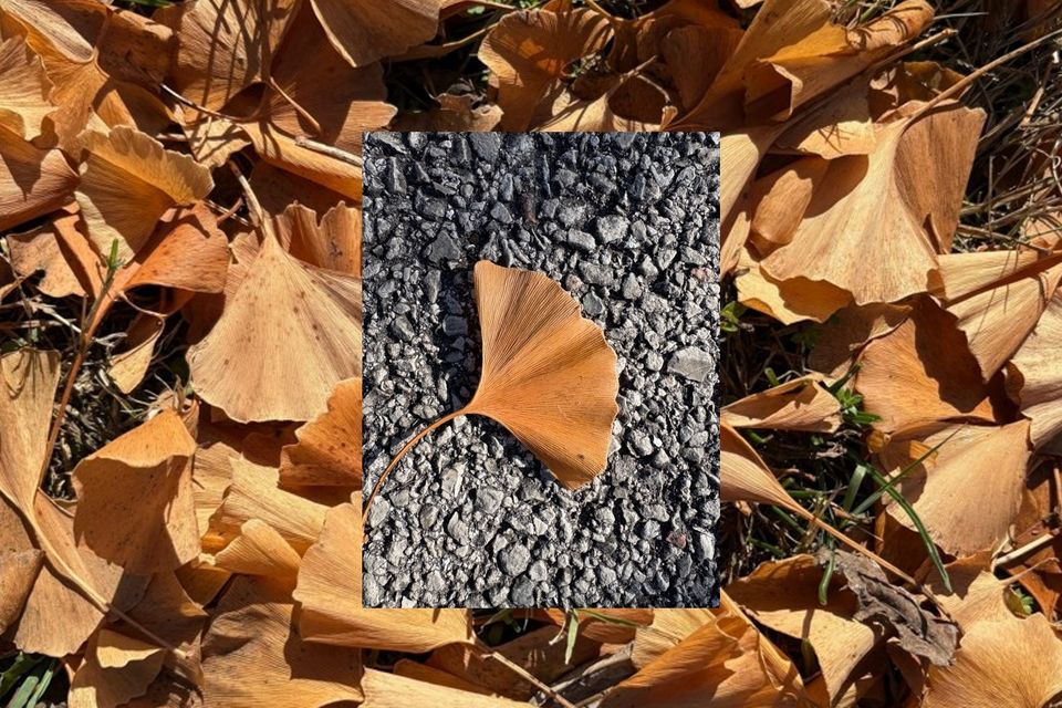 Gingko 4