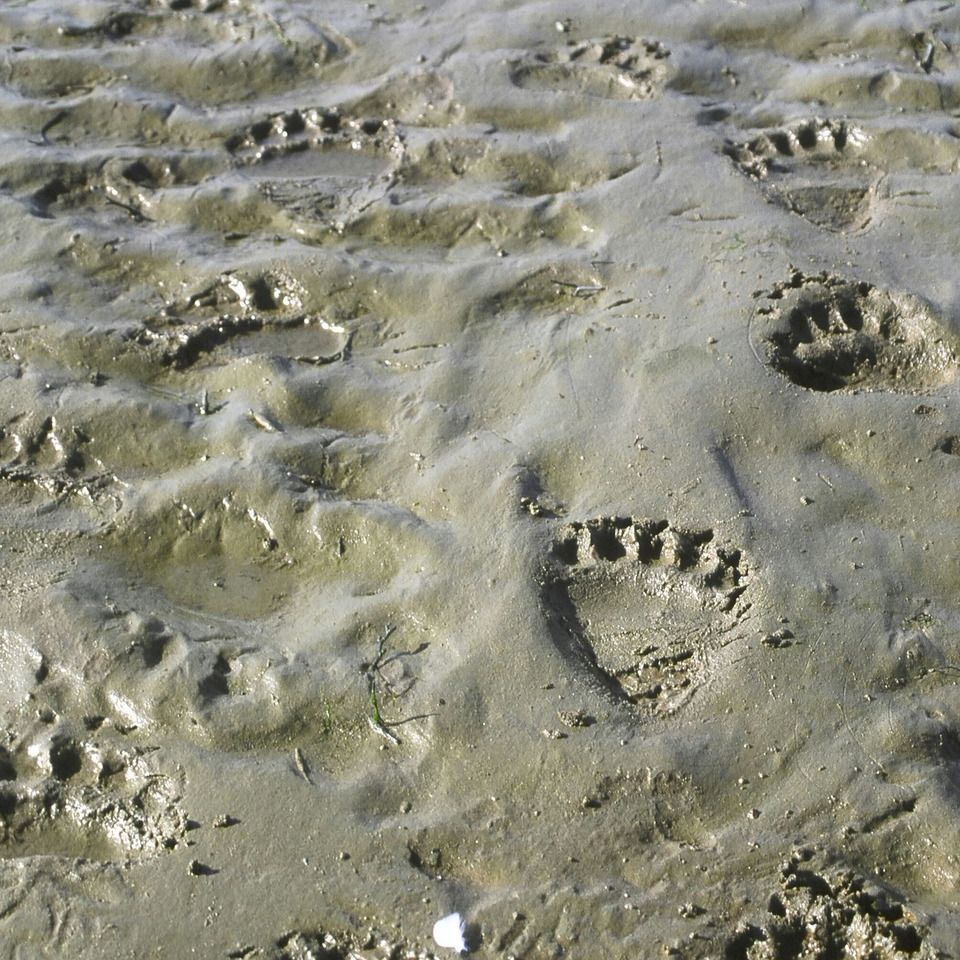 Chuckgraham grizzlyprints img043 cg20121130 1865 q0gfp3 0