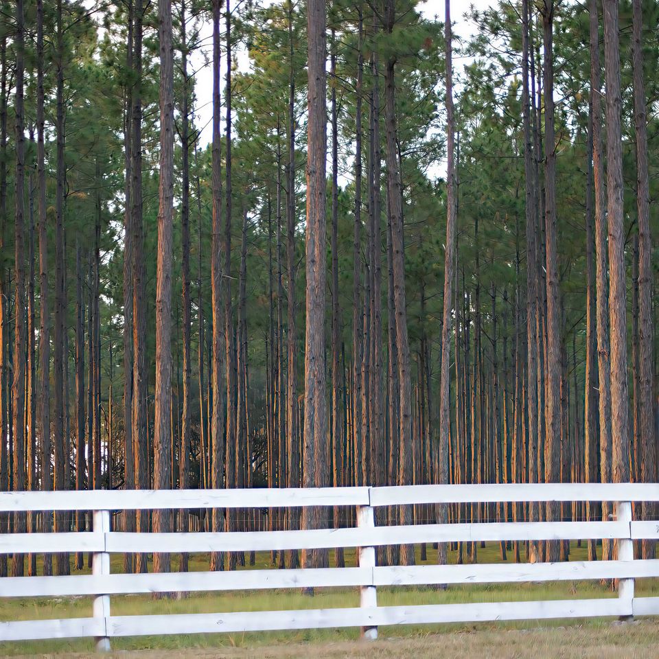 Tall pines copy