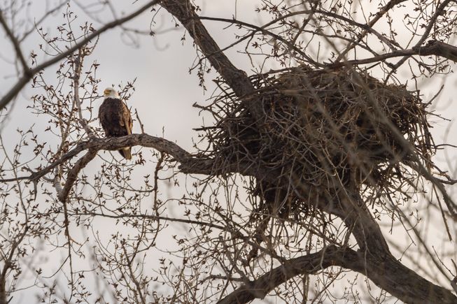 Eagle nest april 2019 3