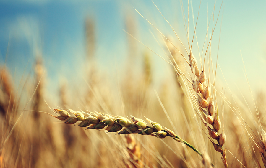 Corn wheat soybeans220180126 24598 13hz3km