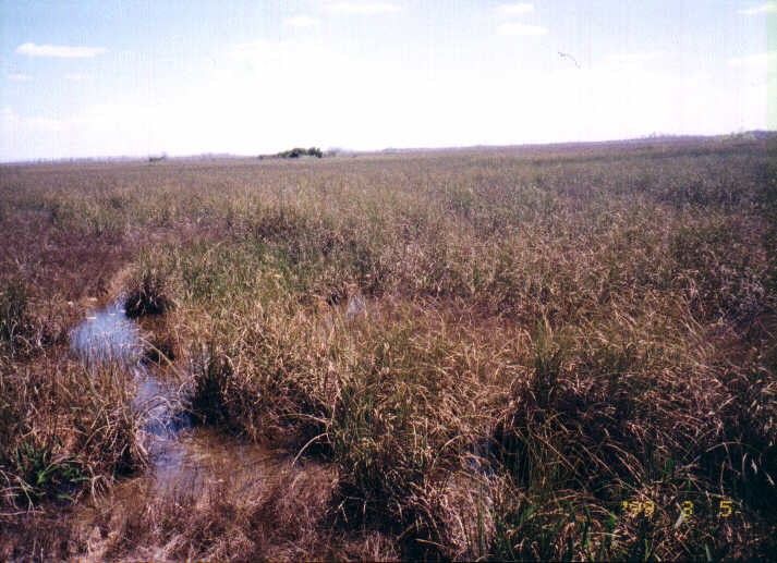 Everglad