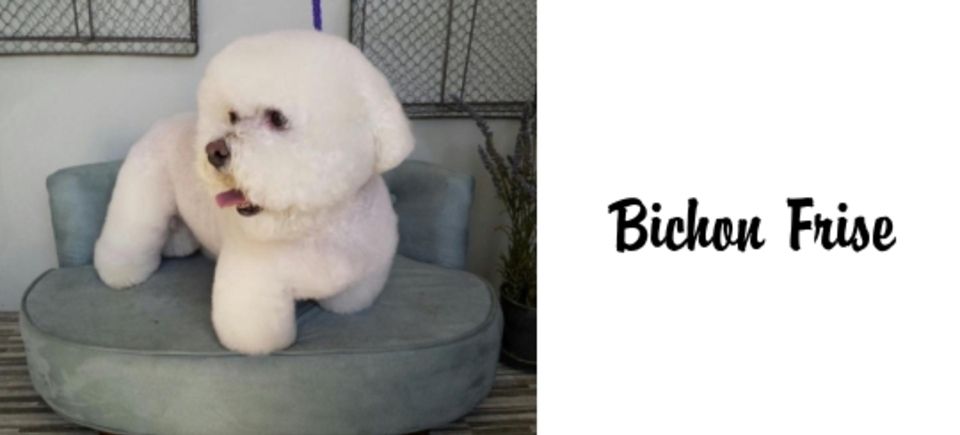 Faces   bichon frise20150623 16889 1folqgh