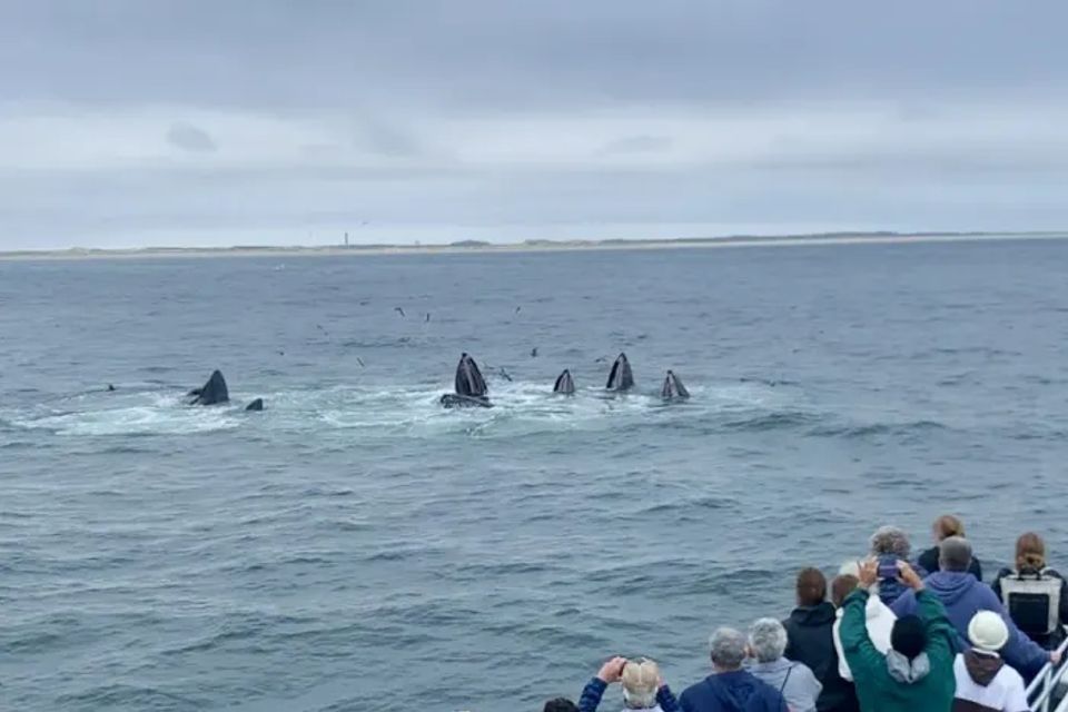 Whales original original