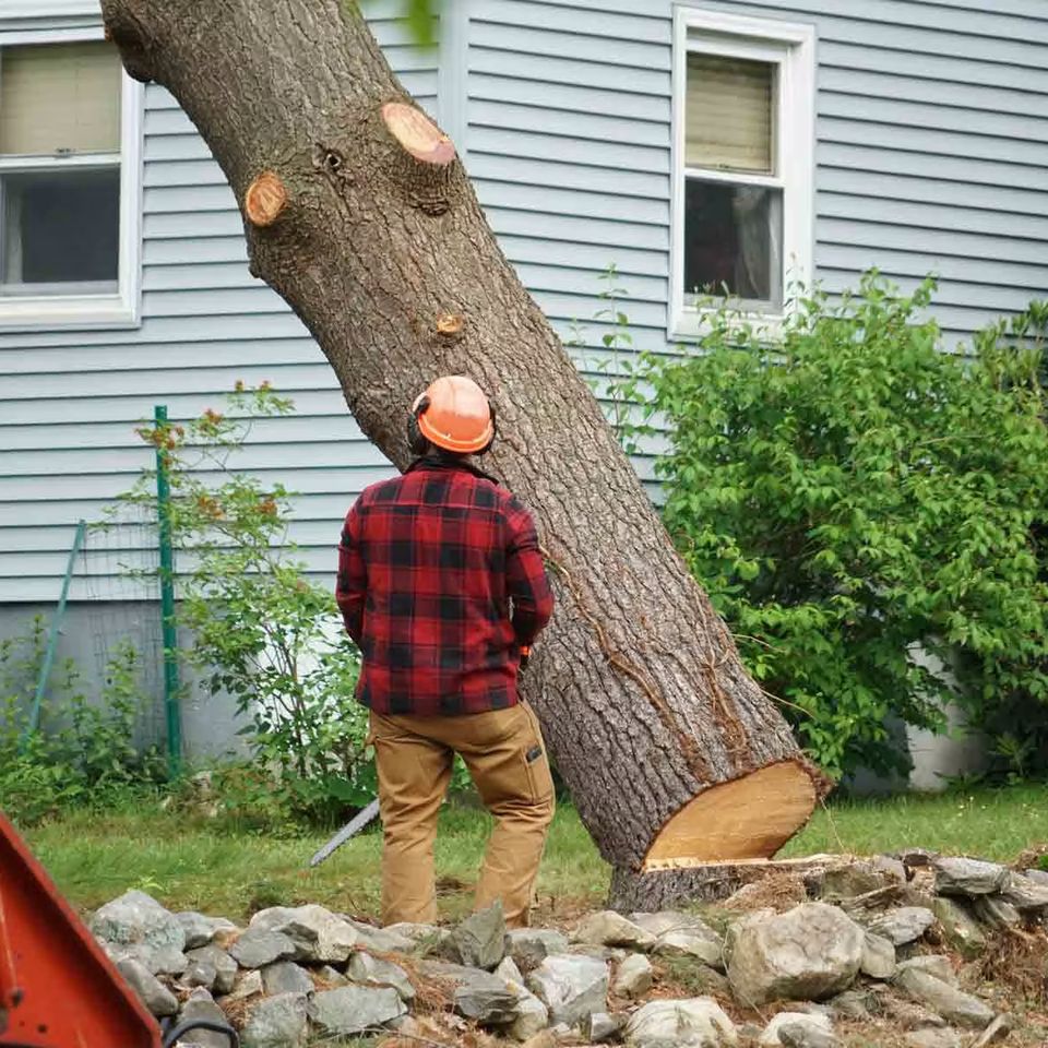 Tree removal