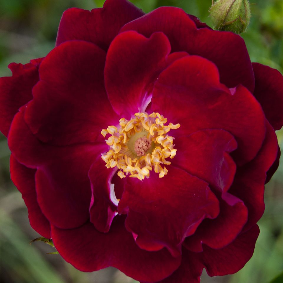Rc fl red rose 1 1