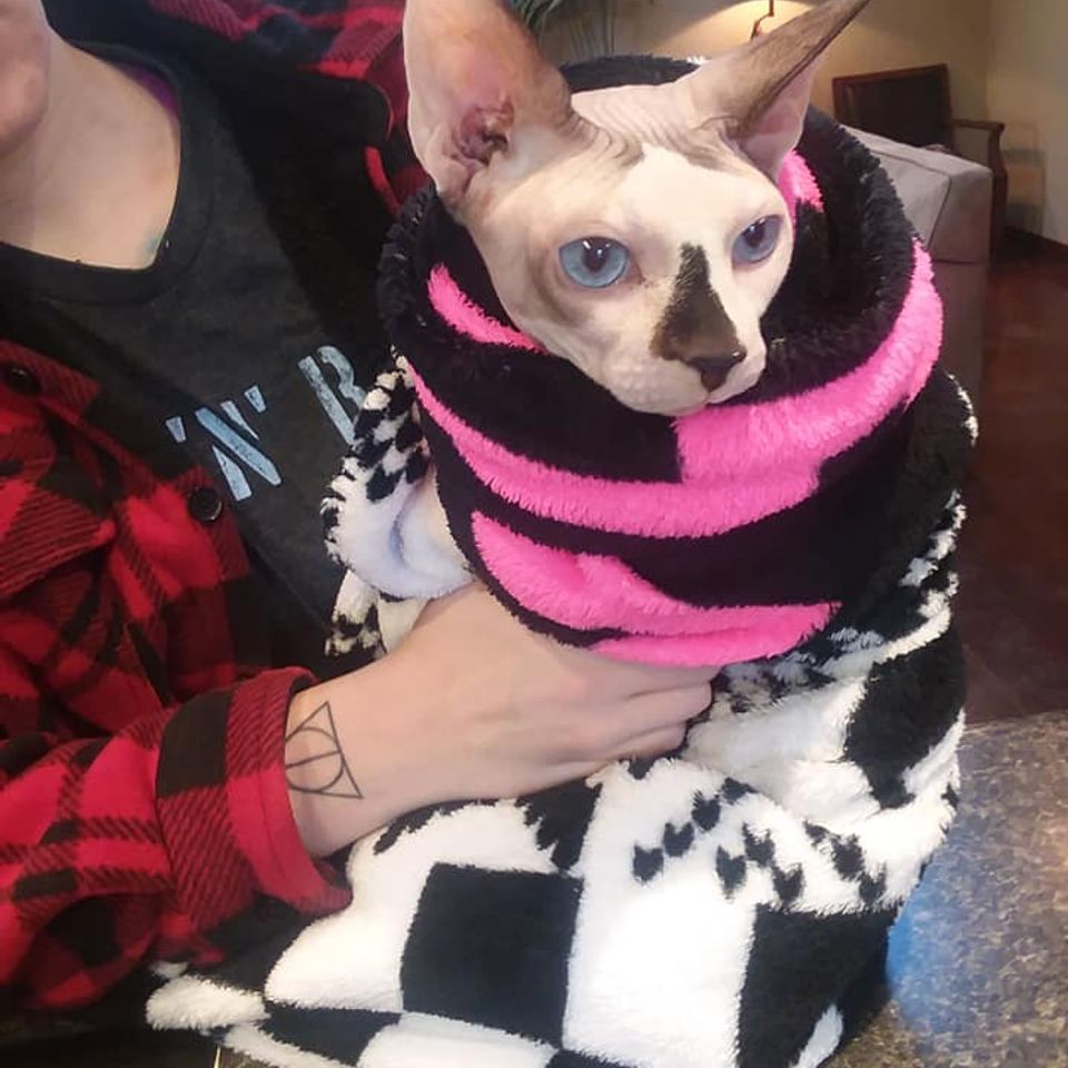 Hairless cat