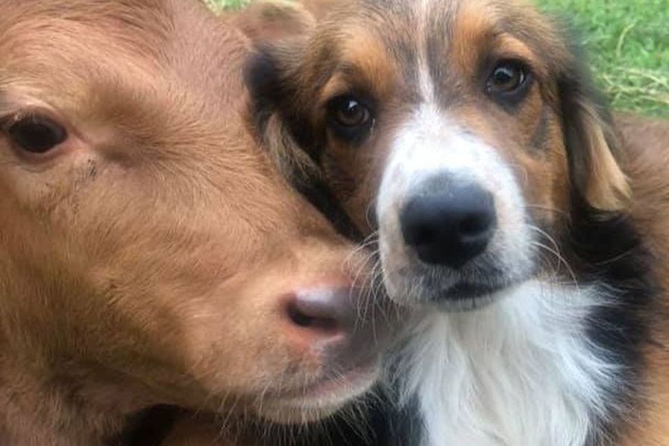 Dog cow friends 2 6a2310be40ab43939f667786a45da0b5