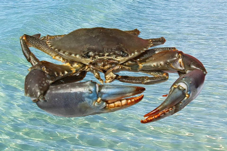 Crab 1
