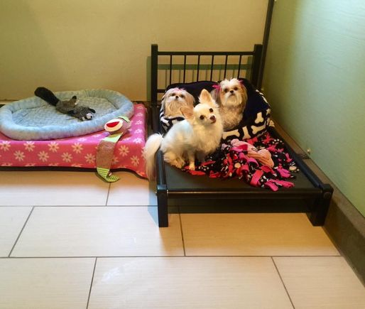 Prestigious pets salon   hotel callout home 05 57f51769
