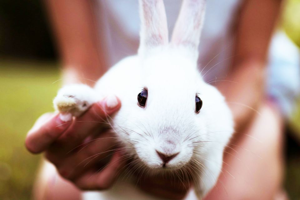 Mobile Petting Zoo Rabbits