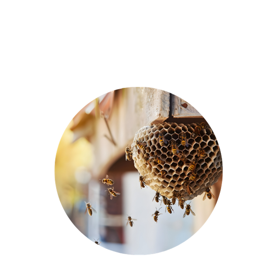 Wasp hive circle lanser pest solutions