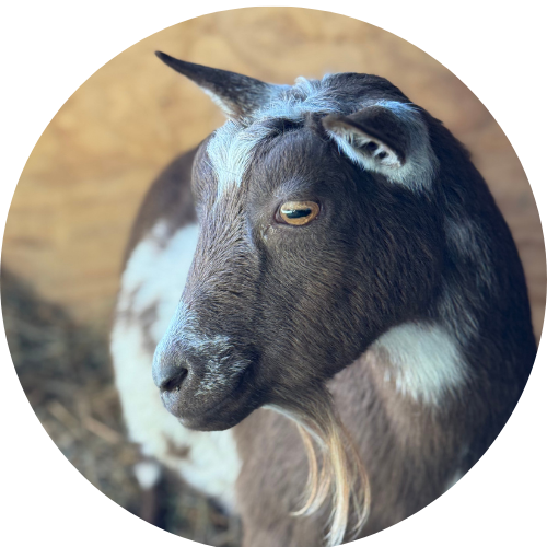 Copy of google photos (7)