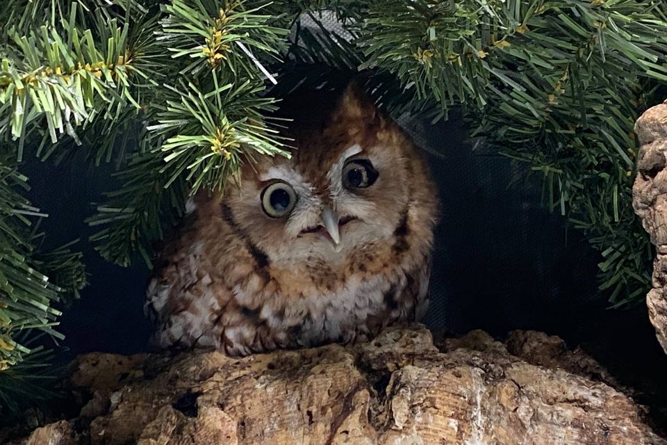 Rescue Owl