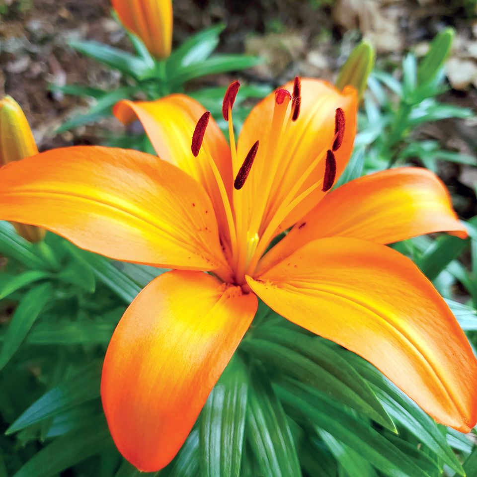 Orangedaylily
