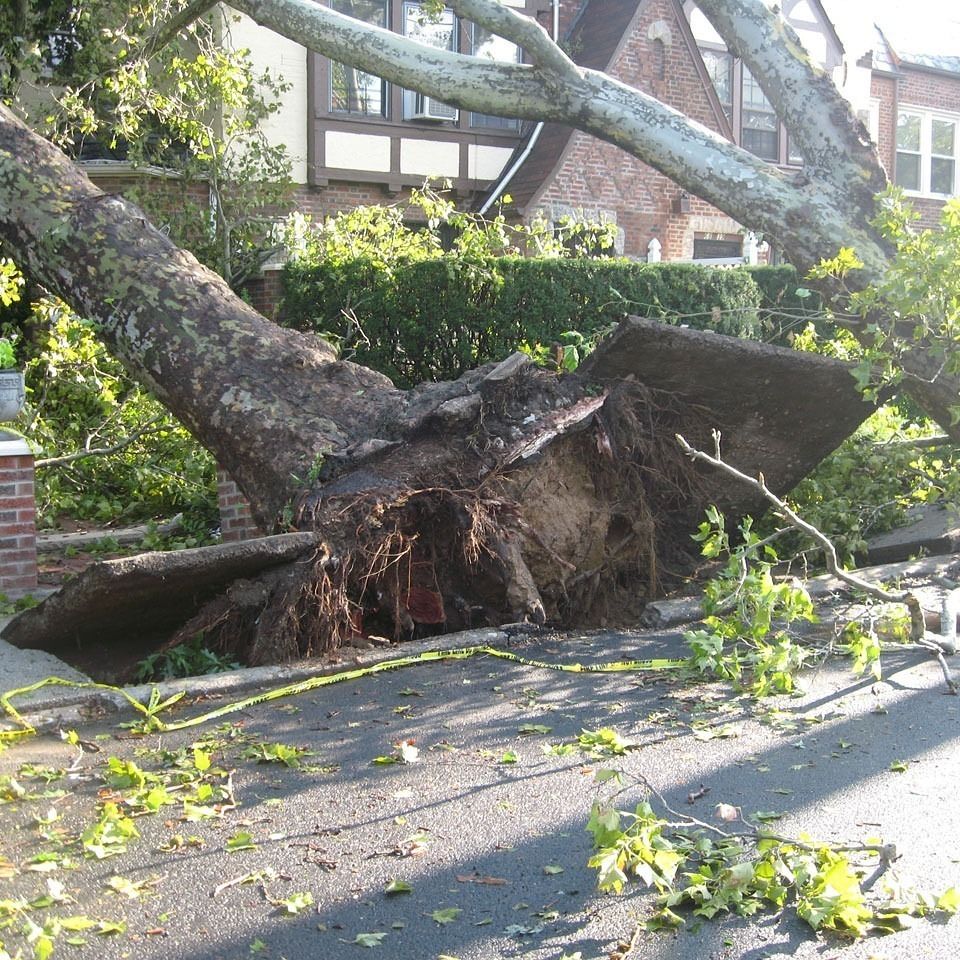 Tree 57e4d6474a 1920