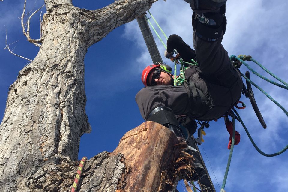 cheap tree removal sacramemto