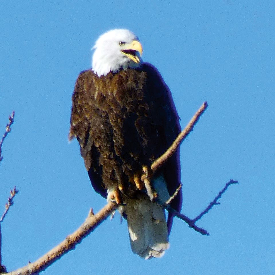 Eagle1