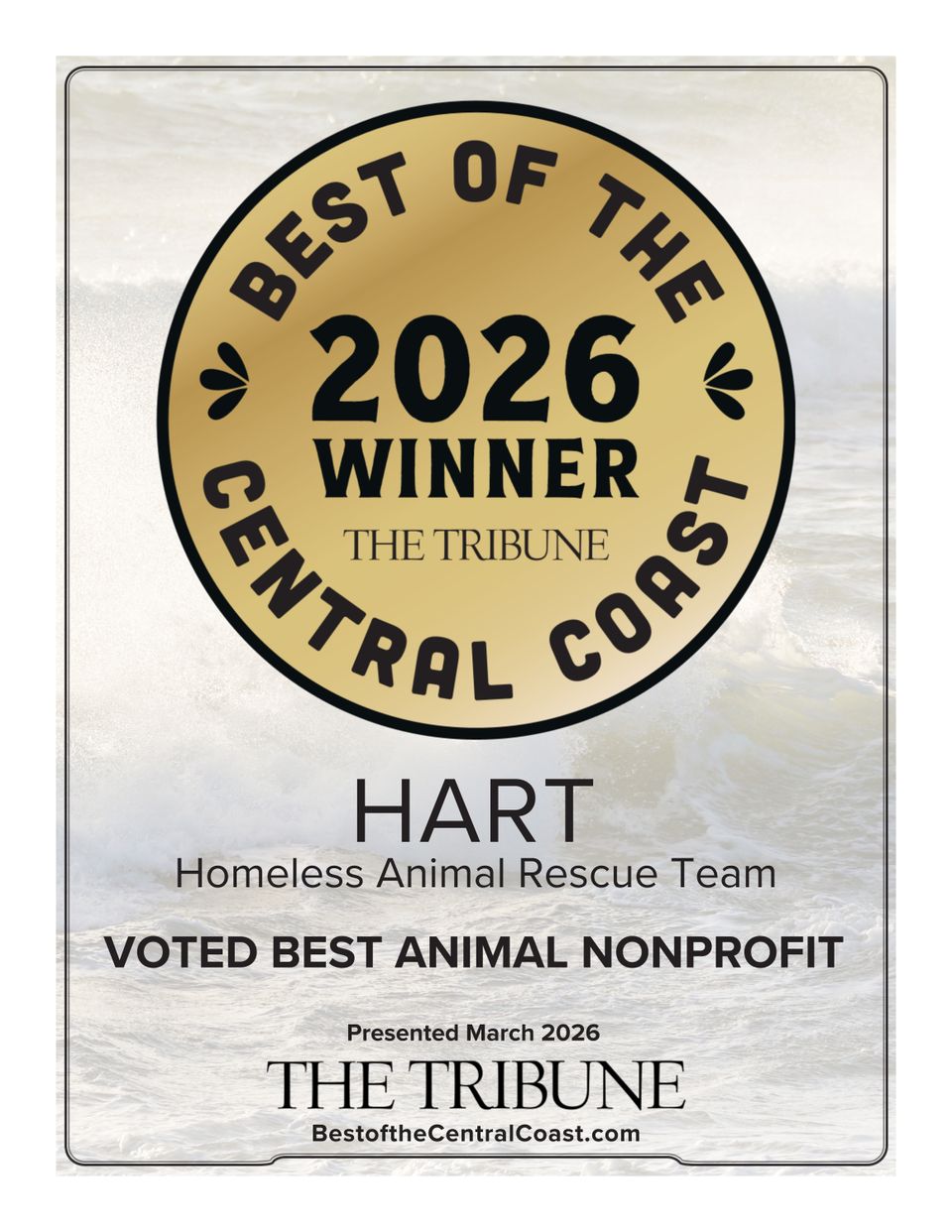 Homeless animal rescue team (1)