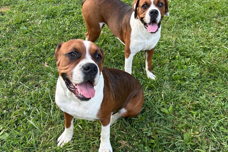 2boxers