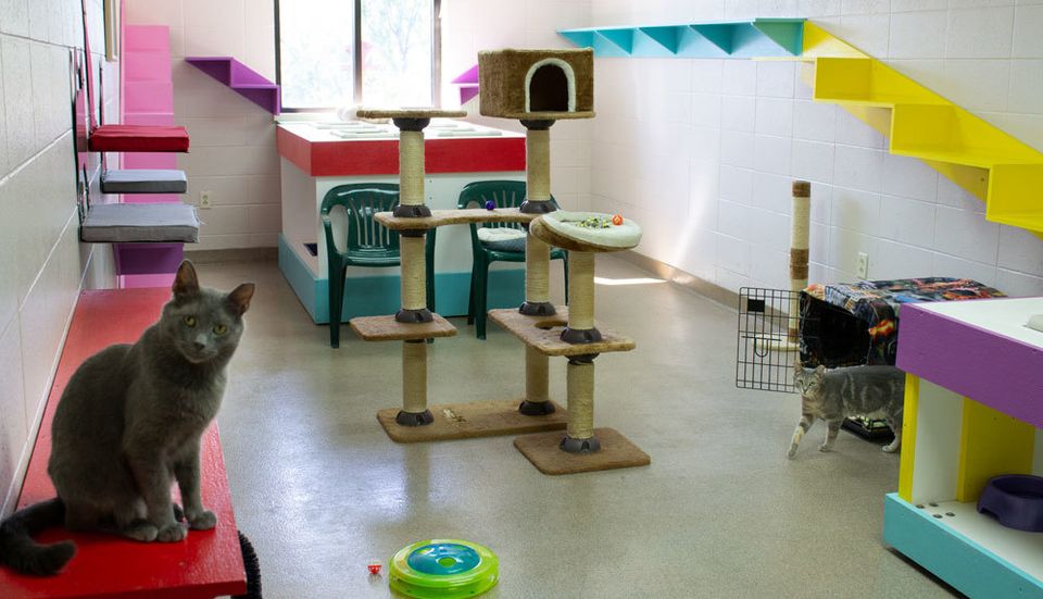 Funky cat room