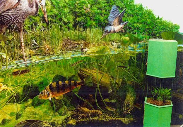 Robert Evans: Lake Habitat (detail)