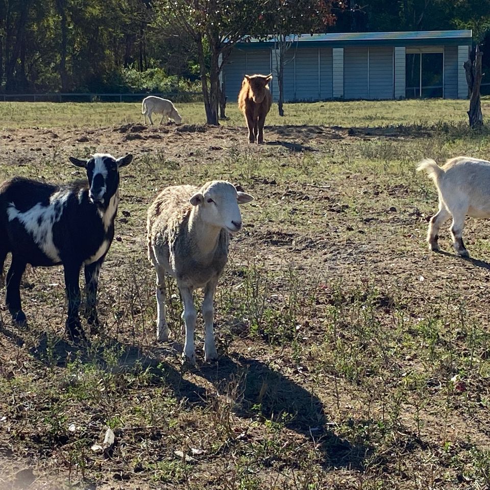 Goats