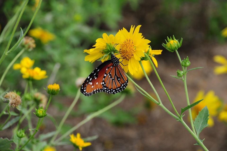 Butterfly g9680bc7a5 1920