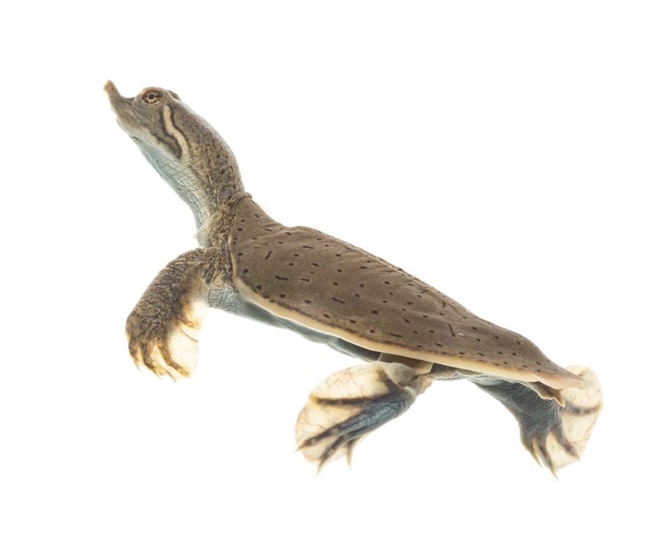 Smooth softshell turtle sam stukel 2018 8
