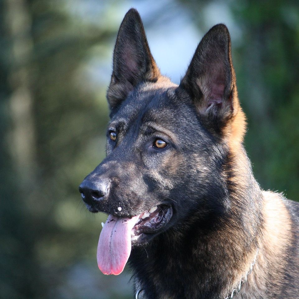 German shepherd geb40446ad 1920