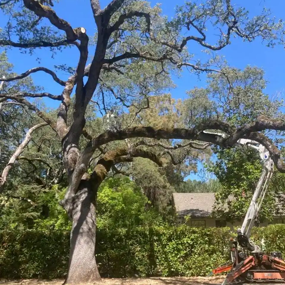 Tree service auburn
