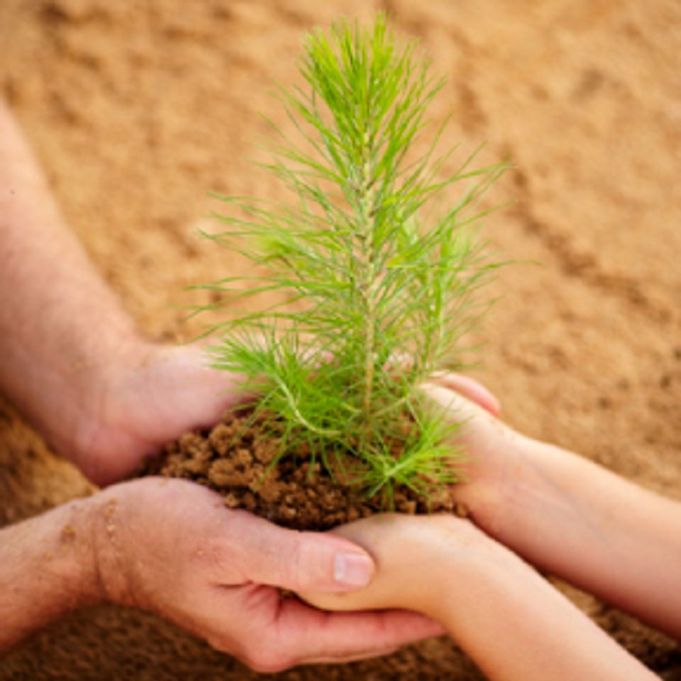Loblolly sapling20160416 30030 3di8ya
