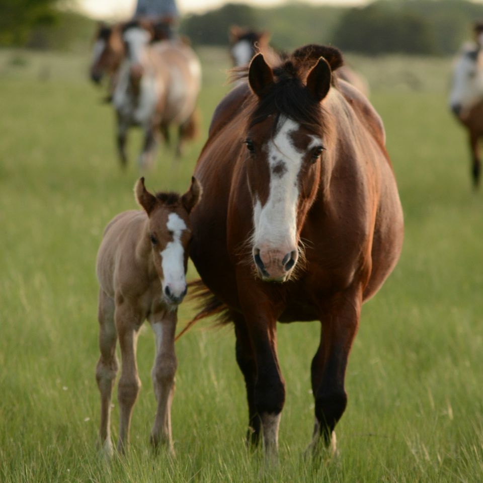 Pony Parties